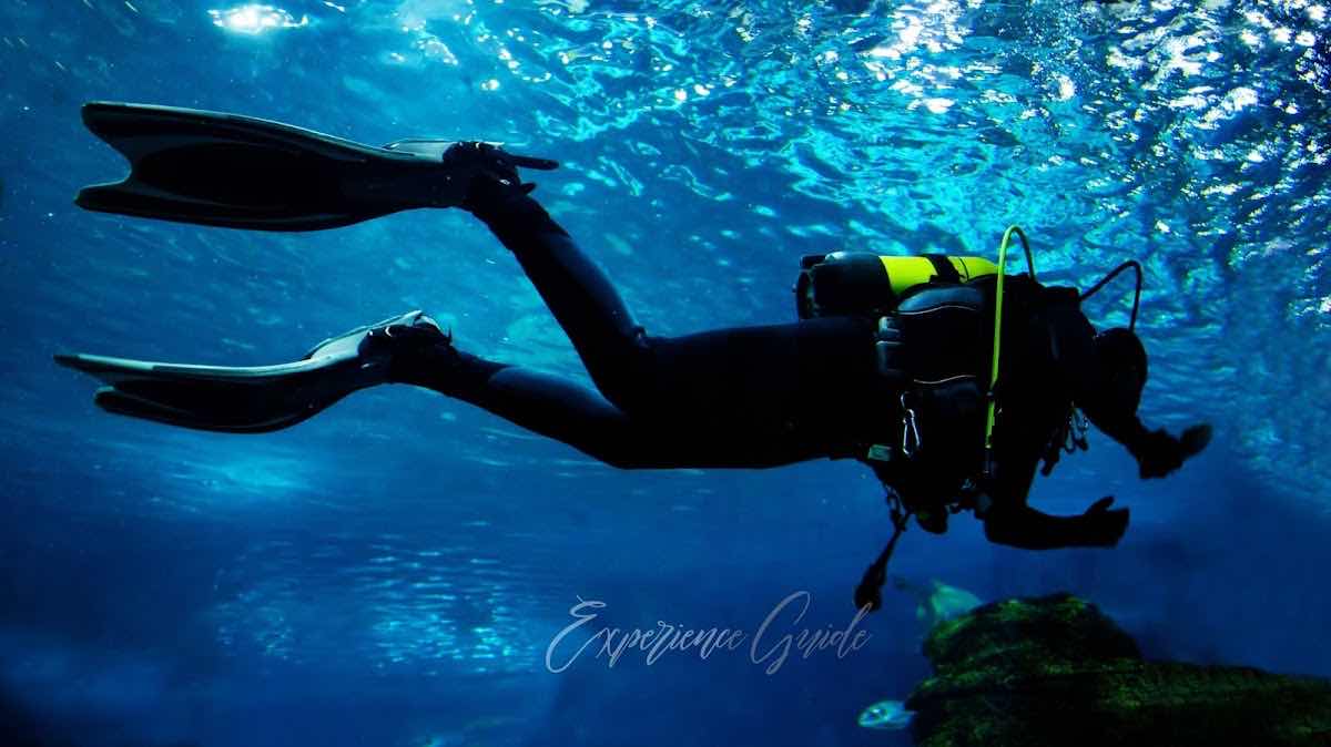 Jandri Scuba Dive Lembeh photo 8