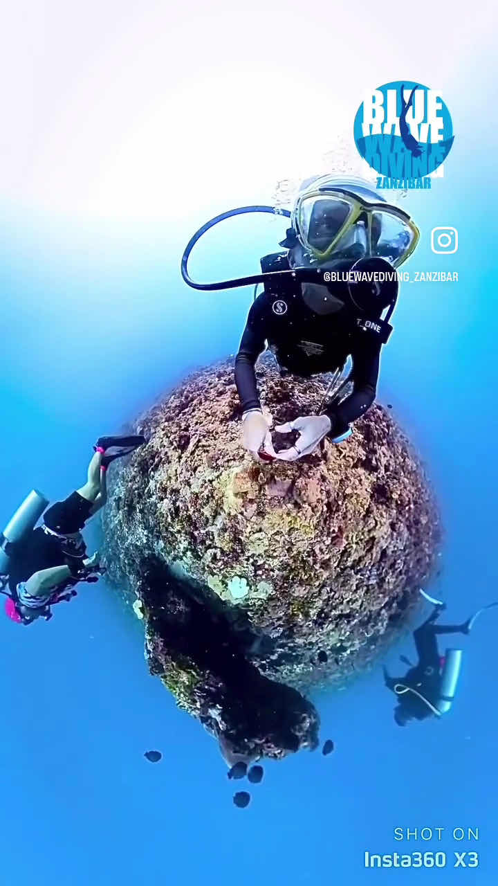 bluewavediving-zanzibar photo 3