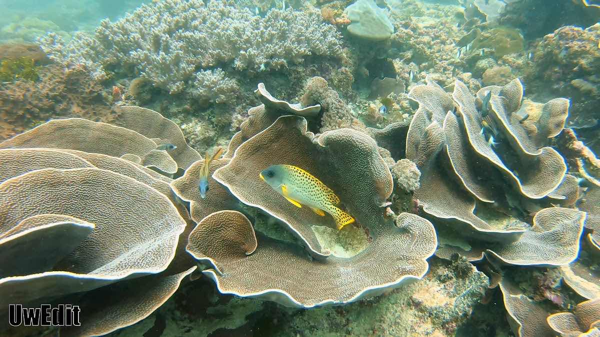 bluewavediving-zanzibar photo 4