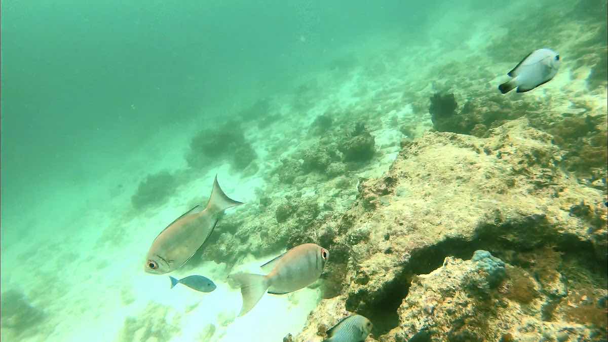 bluewavediving-zanzibar photo 10