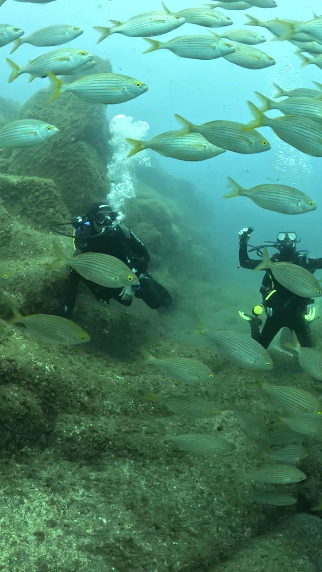Dive Around Madeira photo 3