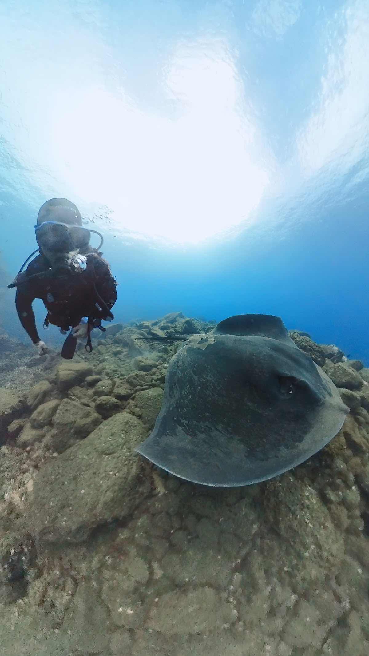 Dive Around Madeira photo 7