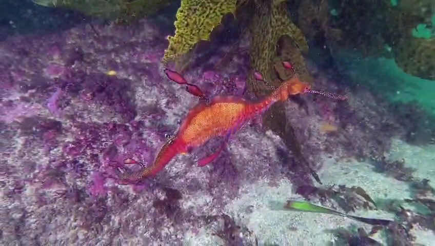 Dive Centre Manly photo 3