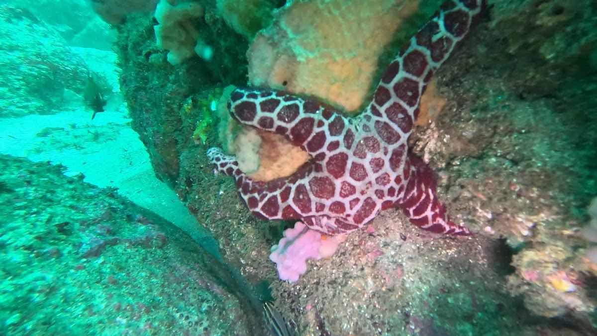 Dive Centre Manly photo 8