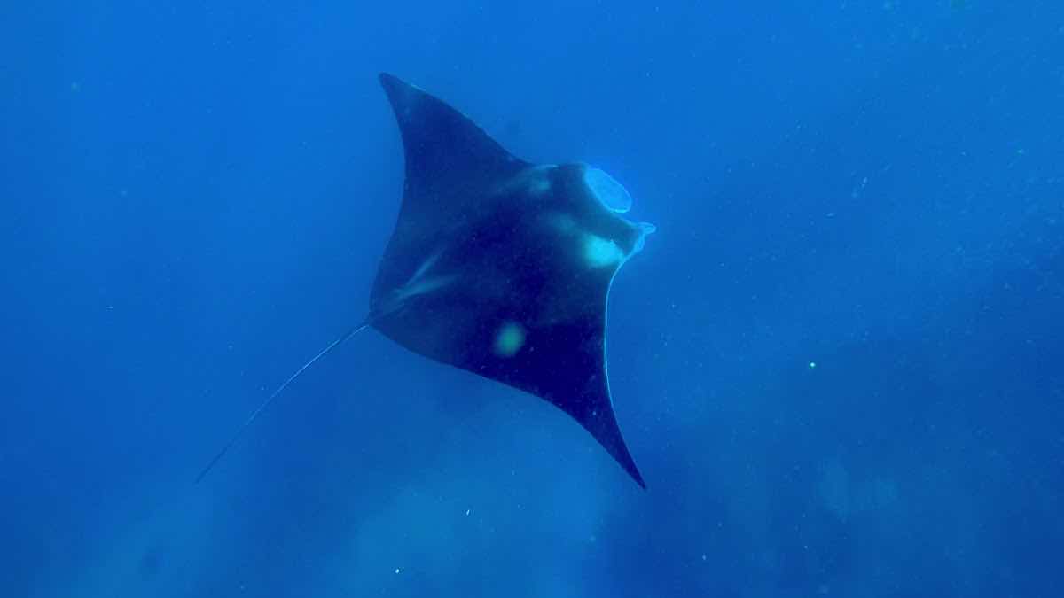 Pisces Diving Sodwana Bay photo 2