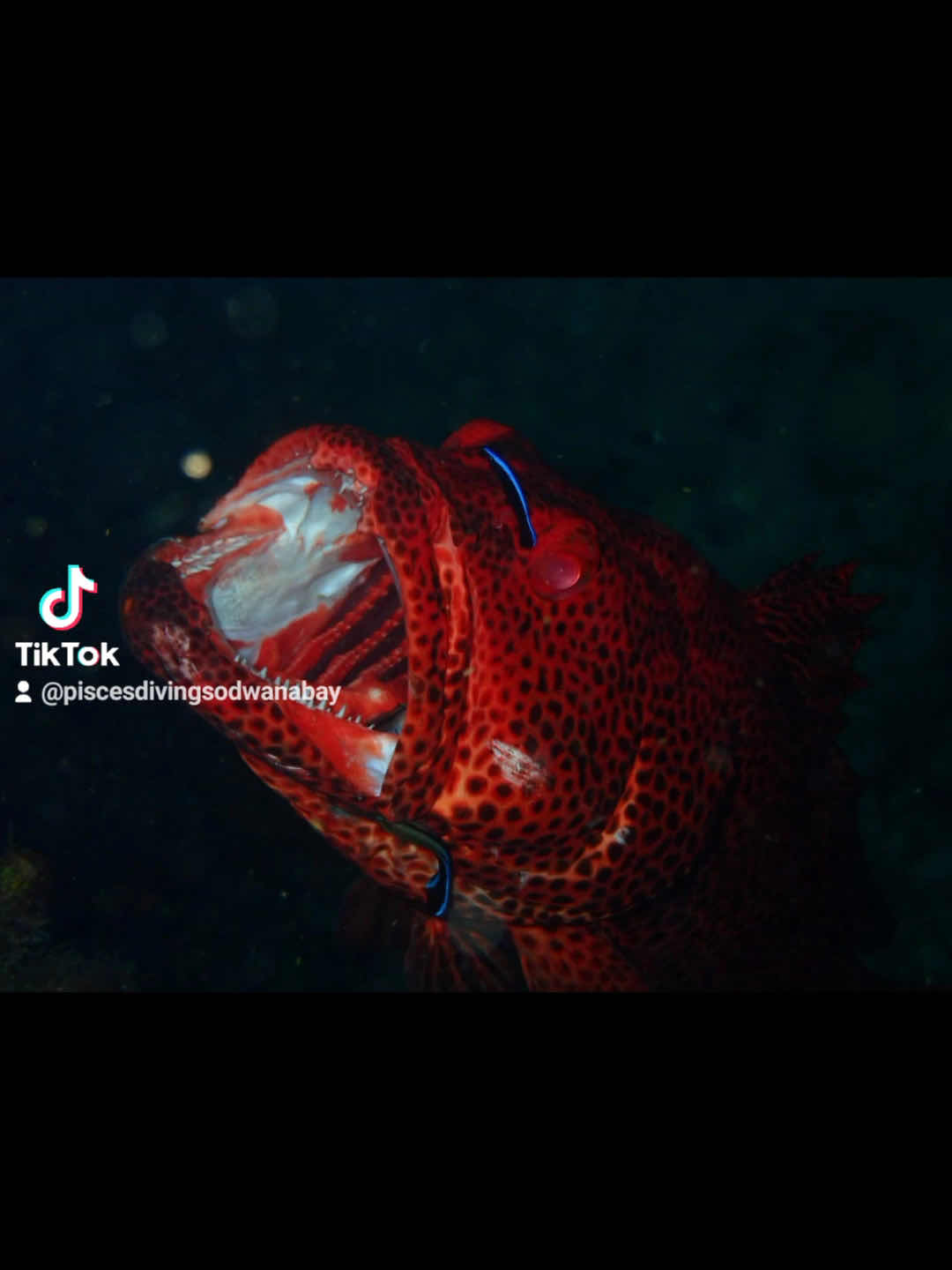 Pisces Diving Sodwana Bay photo 5