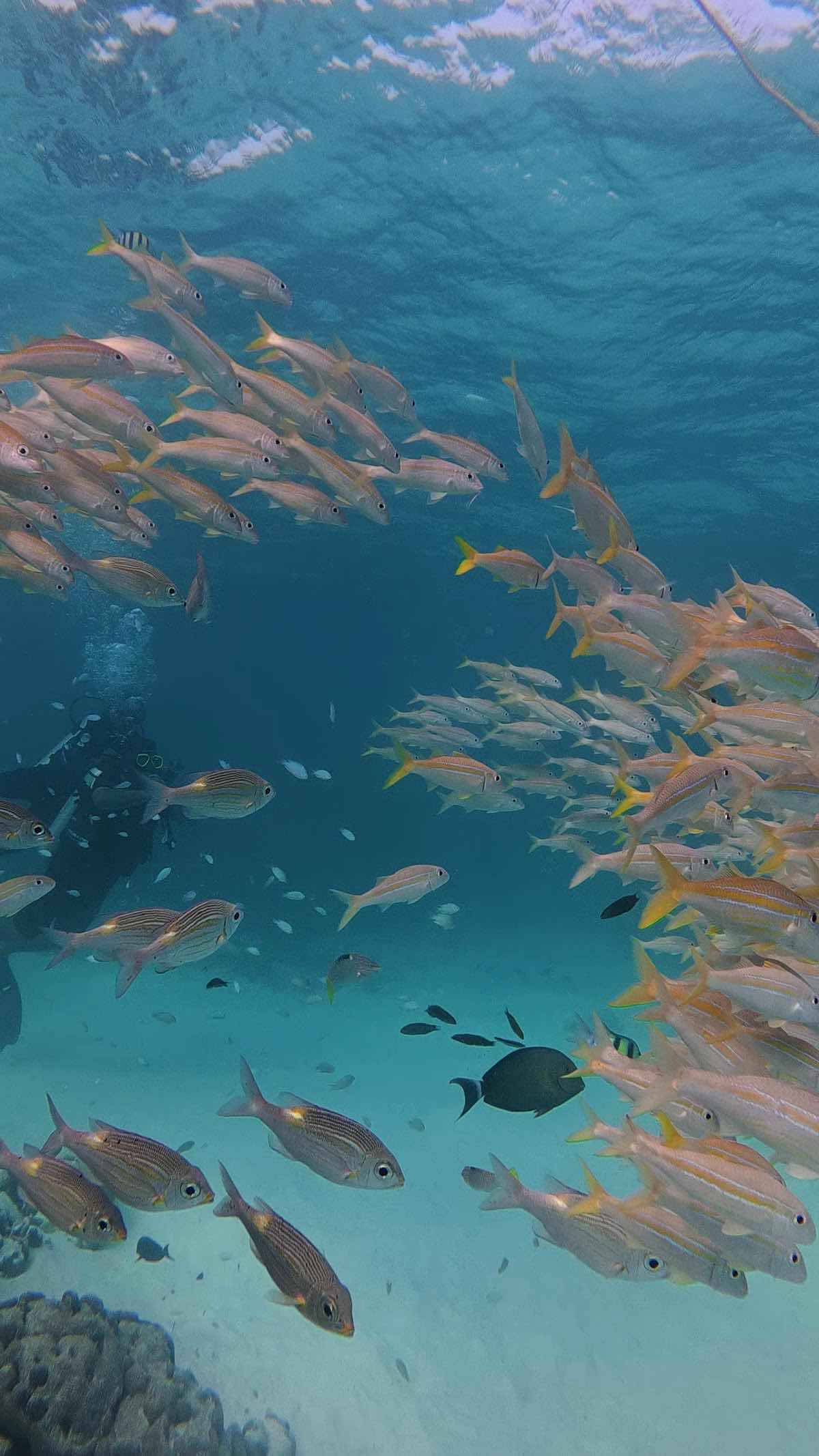 Lak Sea Adventures Lakshadweep PADI Dive Resort photo 4