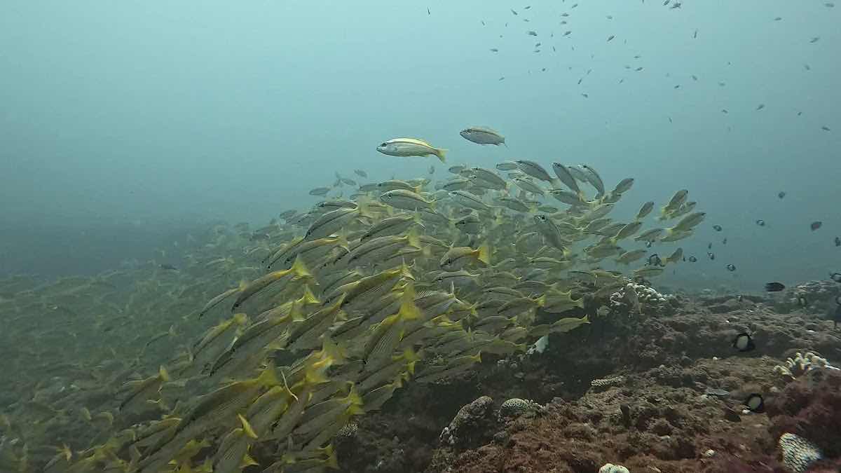Dive Ningaloo photo 3