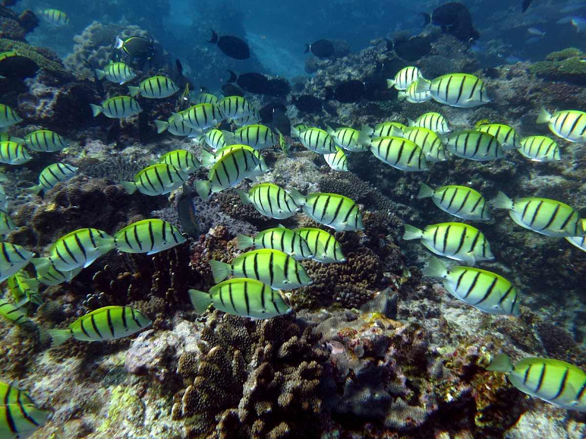 Dive Ningaloo photo 4