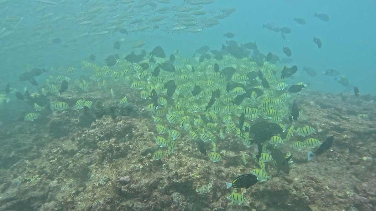 Dive Ningaloo photo 10
