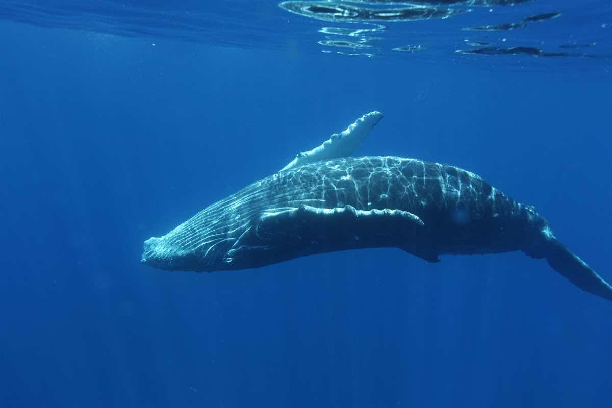 Tongan Expeditions - Whale swimming photo 2
