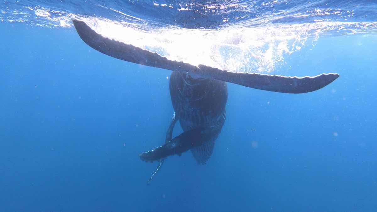 Tongan Expeditions - Whale swimming photo 3