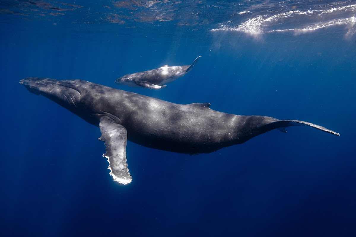 Tongan Expeditions - Whale swimming photo 8