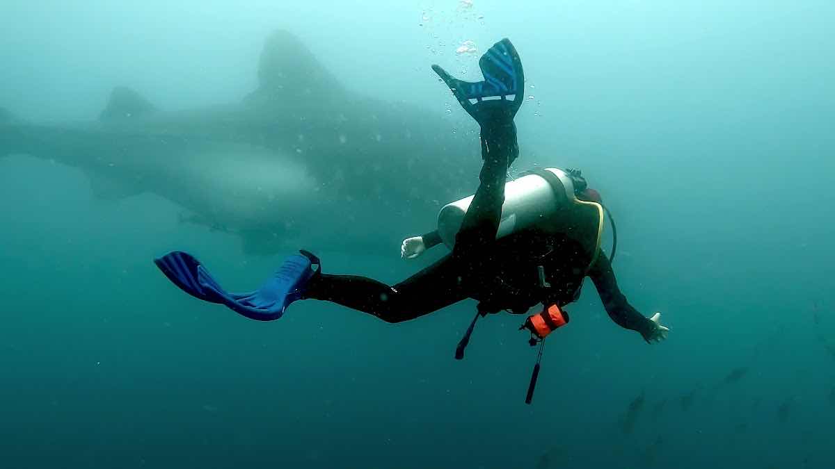 Galapagos Below | Ocean School photo 6