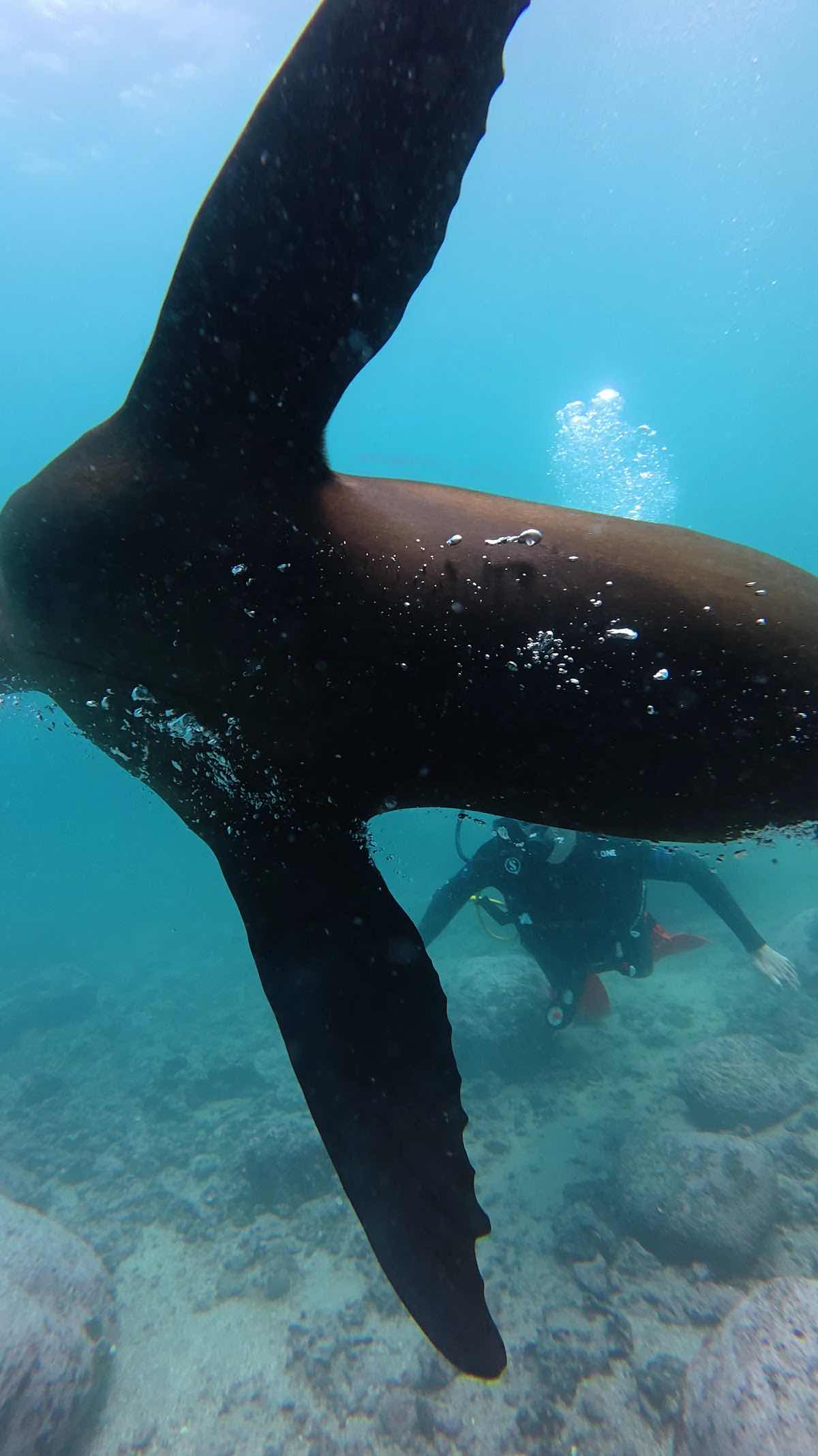 Galapagos Below | Ocean School photo 7