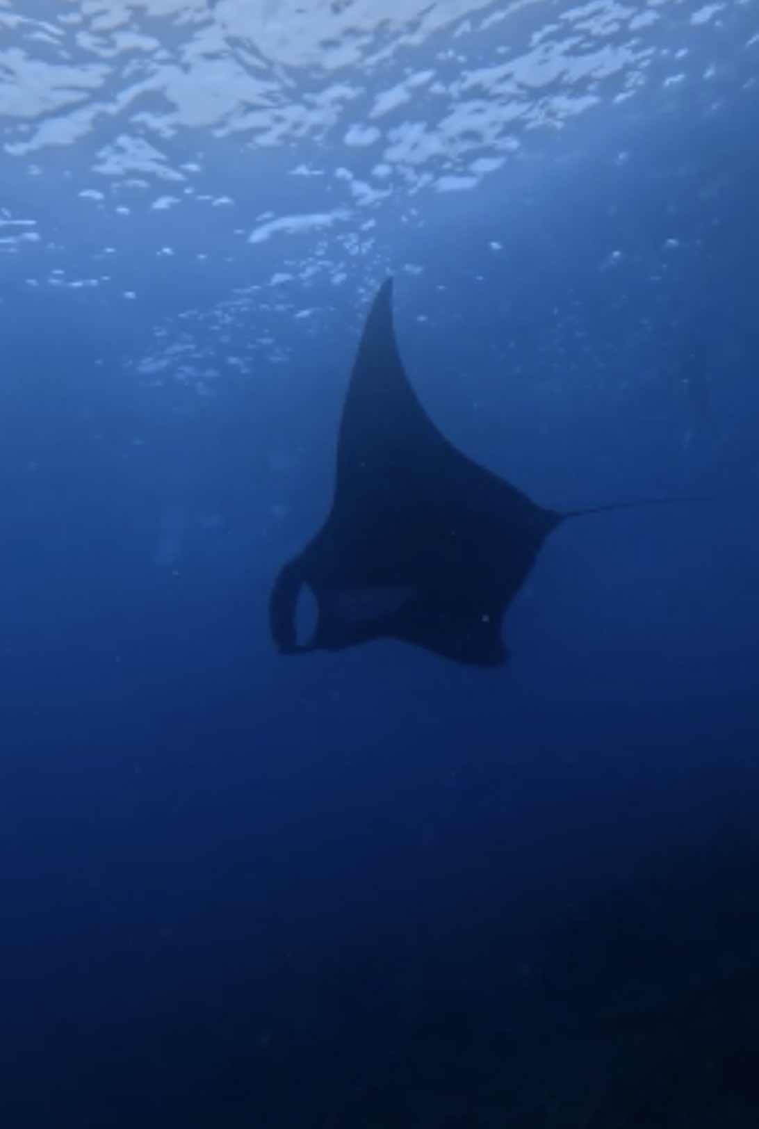 Galapagos Below | Ocean School photo 8