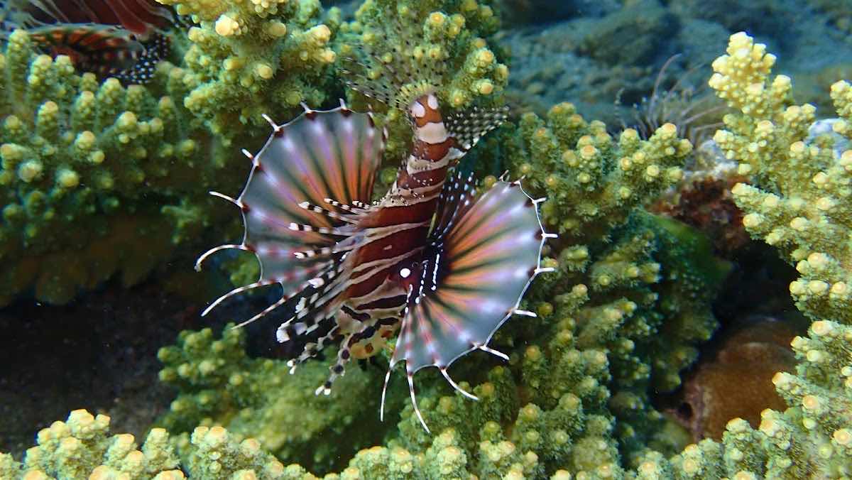 All In Aquatic Adventures photo 10
