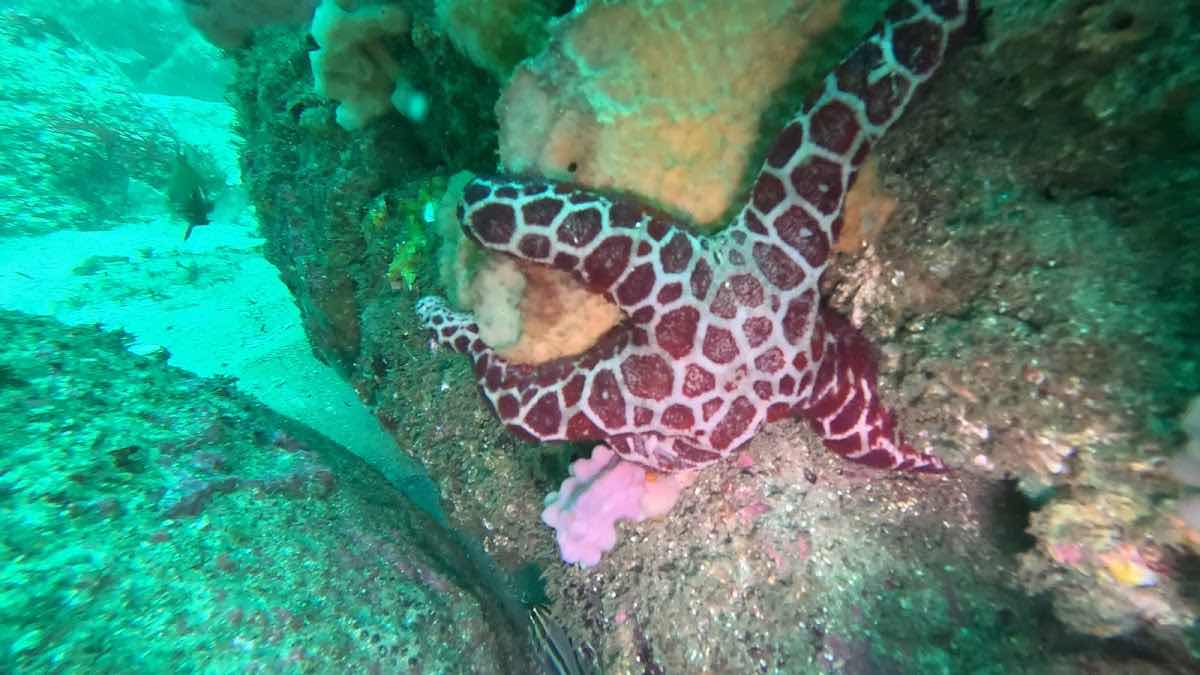 Sea Service Diving and Marine photo 6