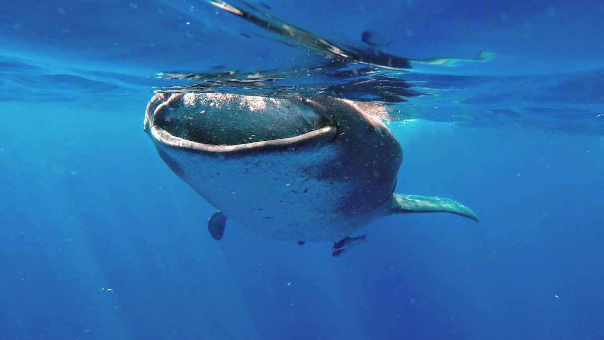Underwater Mexico photo 1