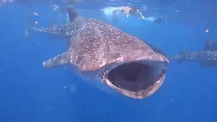 Underwater Mexico photo 3
