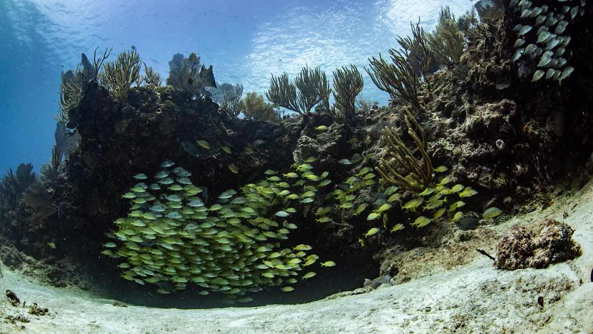 Underwater Mexico photo 6