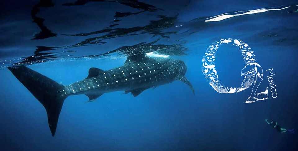 Underwater Mexico photo 7