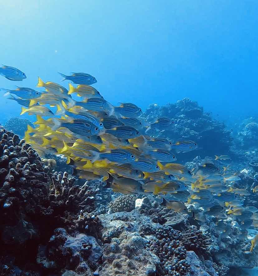 The native expedition - MOOREA photo 1