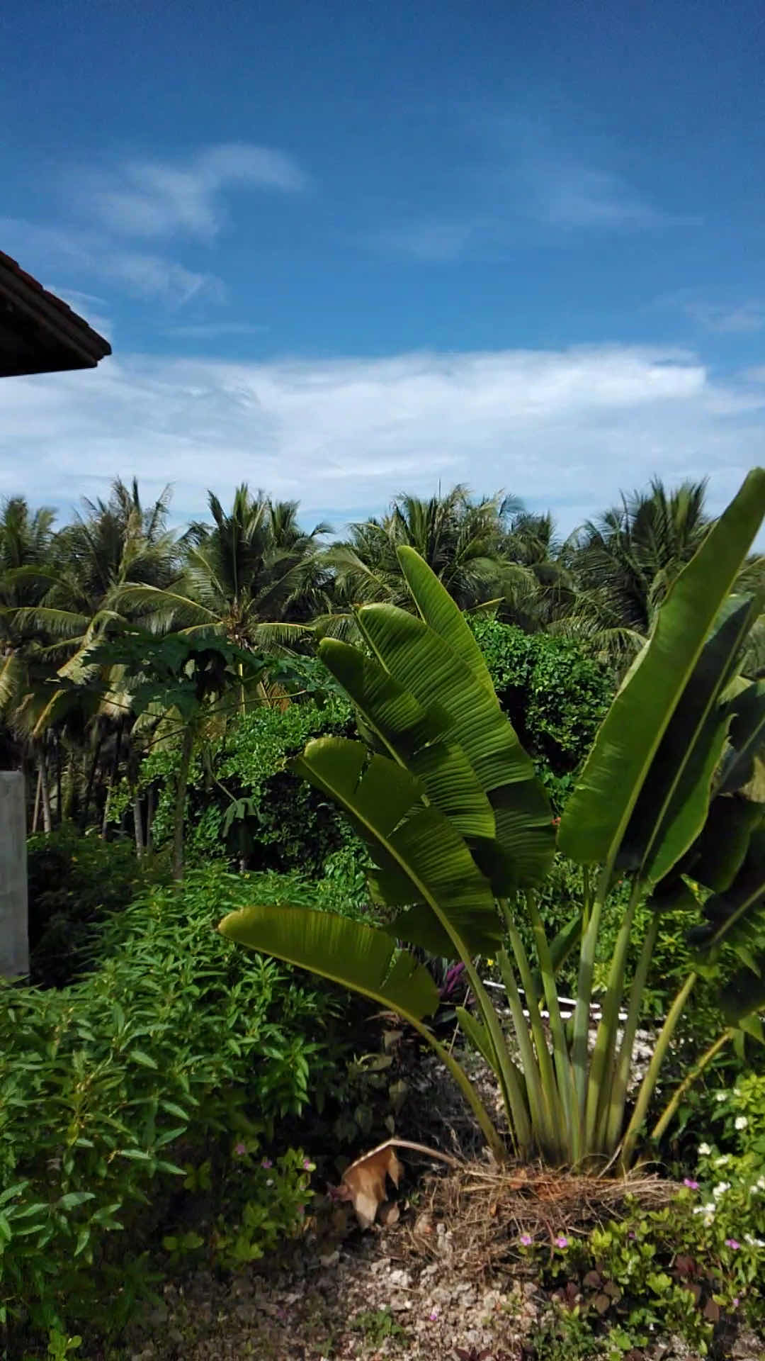 Marind Dive Eco Resort photo 5