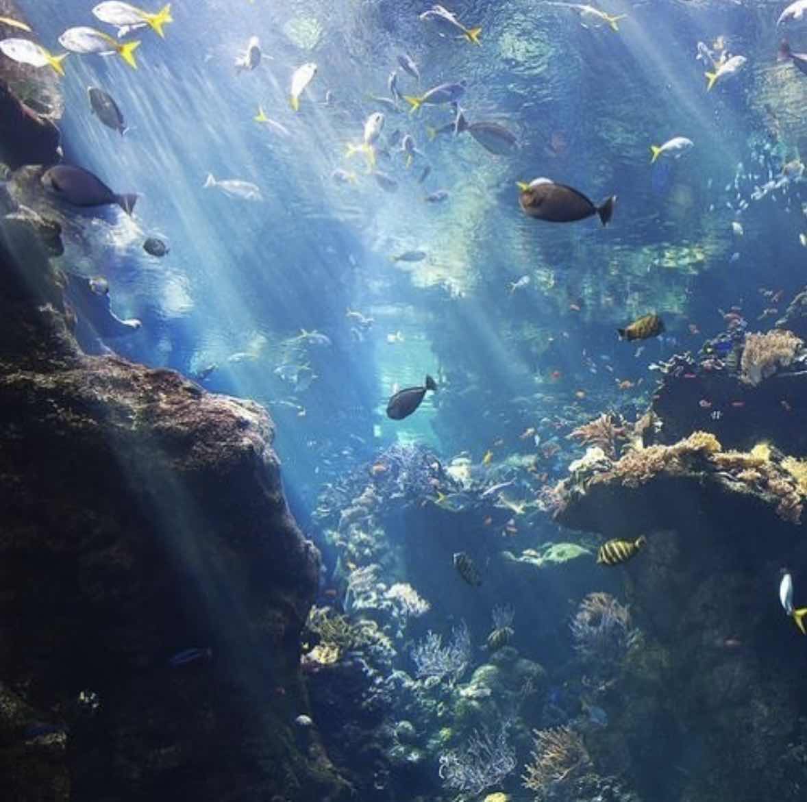 Amphibians Diving Center photo 5
