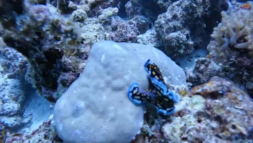 Ocean dive Zanzibar photo 3