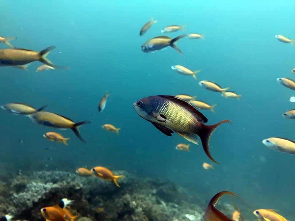Ocean dive Zanzibar photo 8