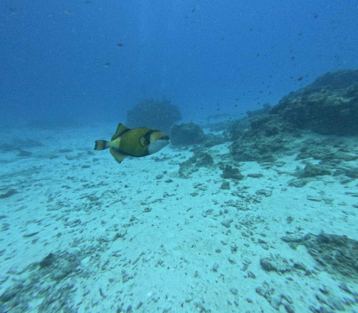 Ocean dive Zanzibar photo 9