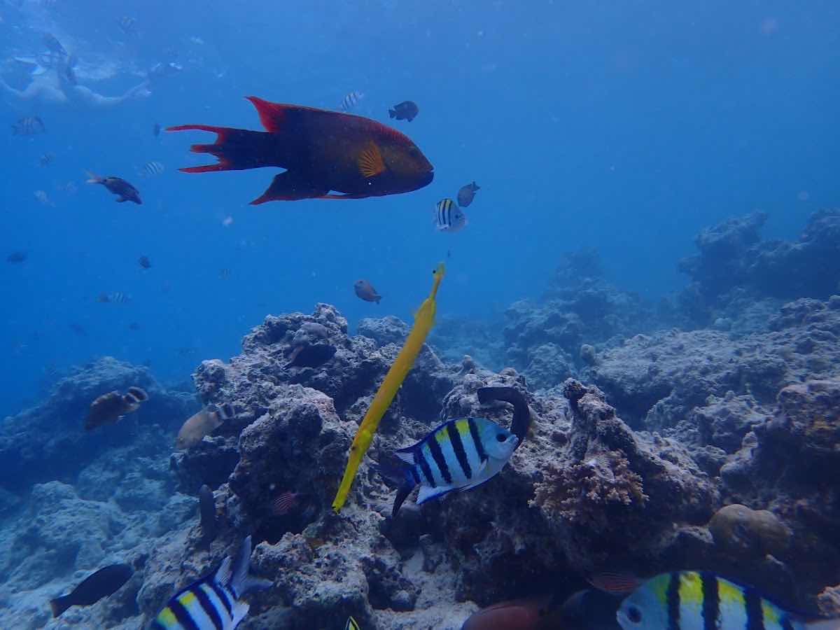 Ocean dive Zanzibar photo 10