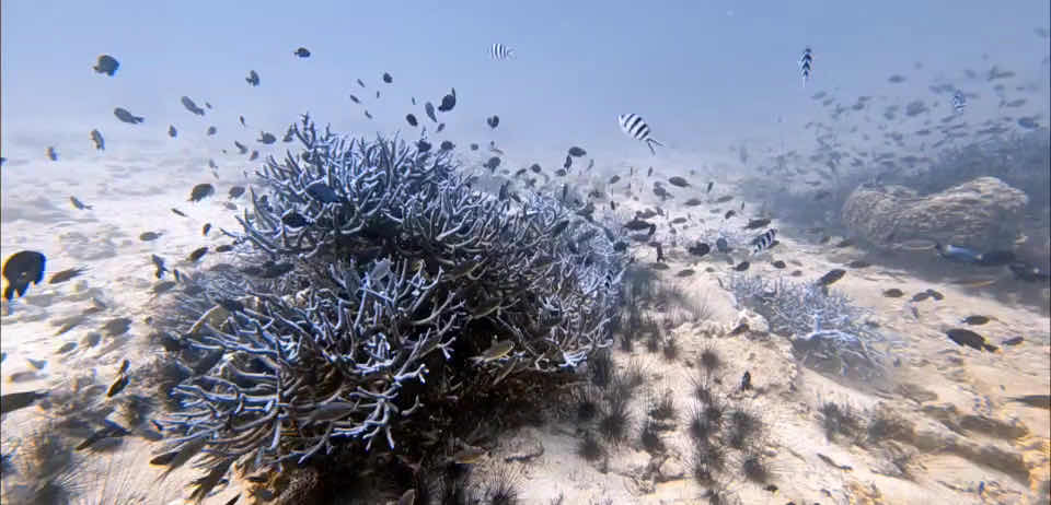 bb divers koh kood บีบี ไดเวอร์ส เกาะกูด photo 4