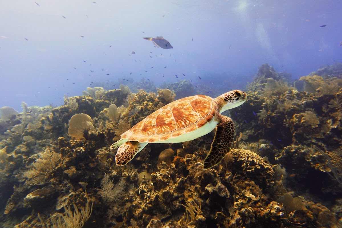 Little Cayman Divers photo 1