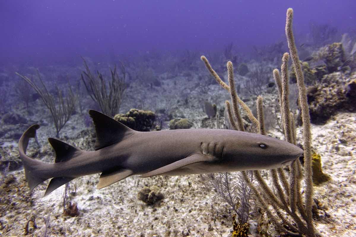 Little Cayman Divers photo 2