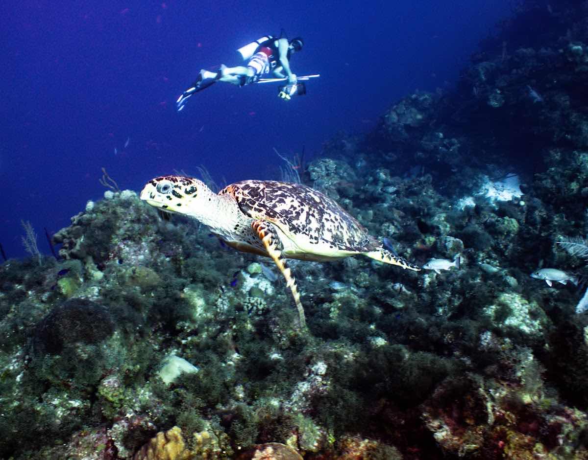 Little Cayman Divers photo 4