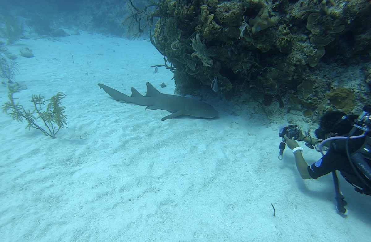 Little Cayman Divers photo 8