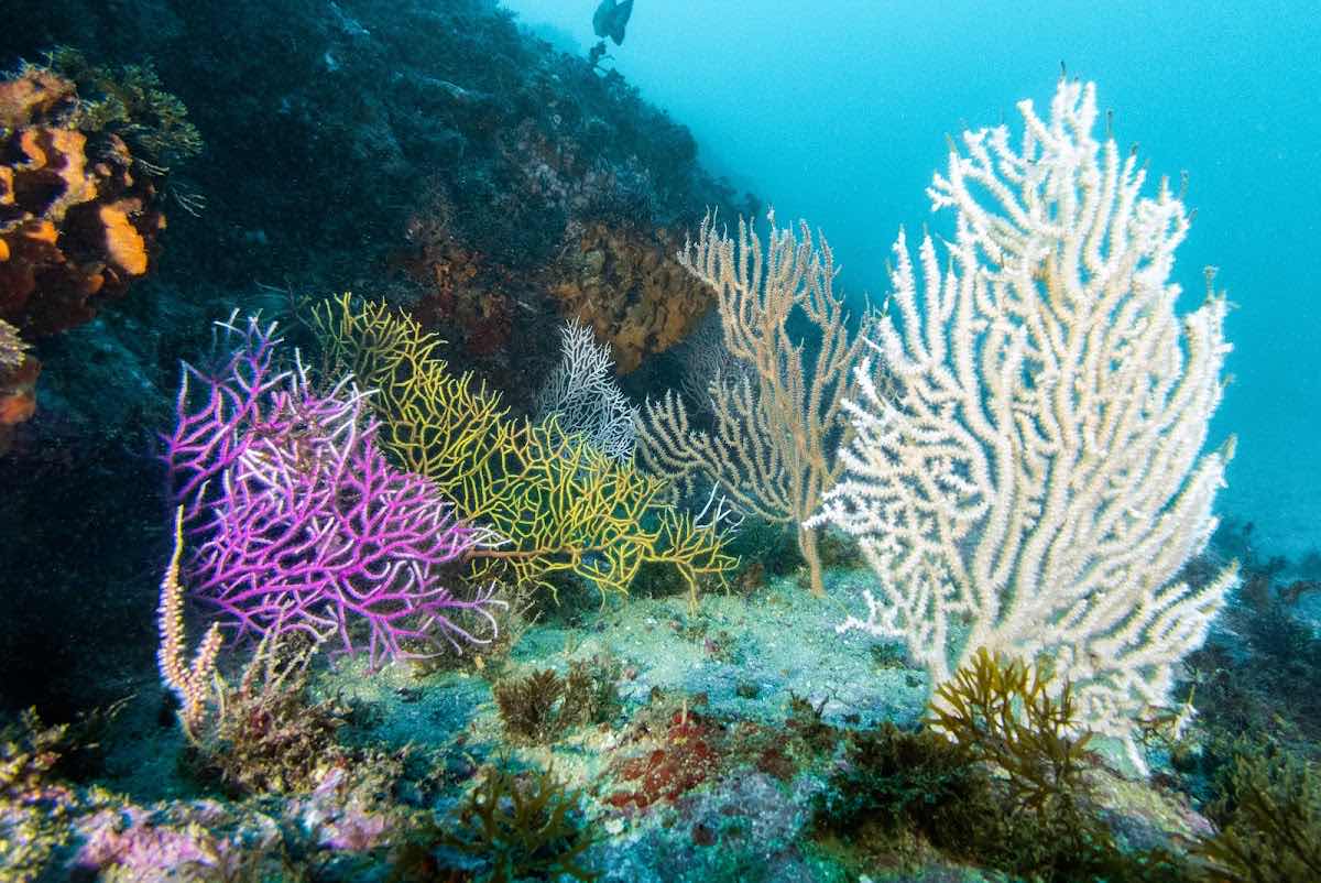 Dive Spot - Centro de Mergulho photo 1
