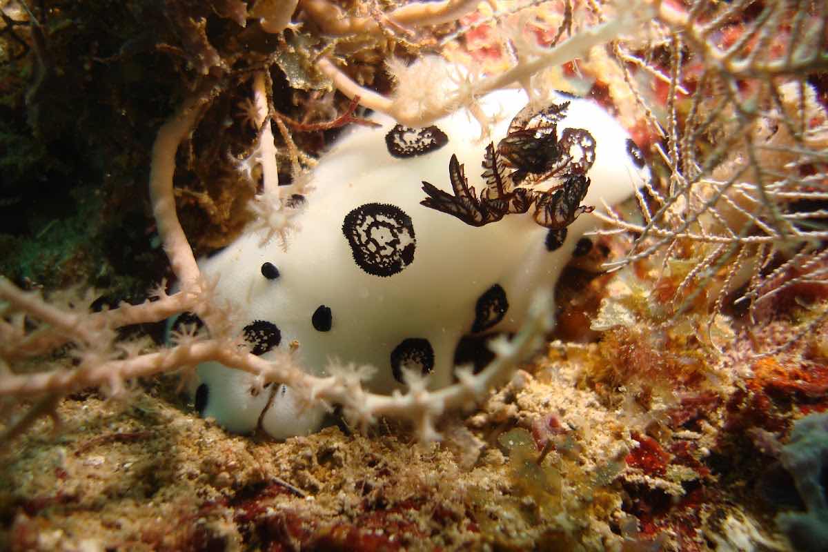 Nautilus photo 8