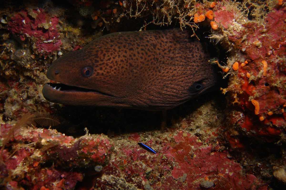 Nautilus photo 10