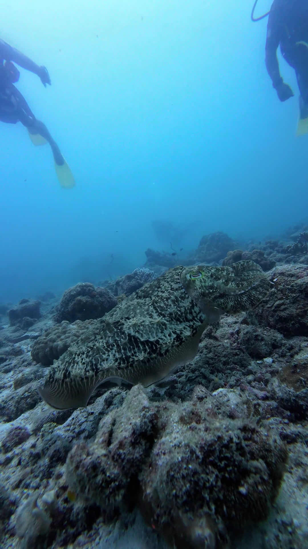MY SCUBA photo 3