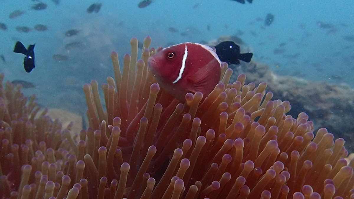 Watersports Cambodia Dive Centre - Koh Rong photo 4