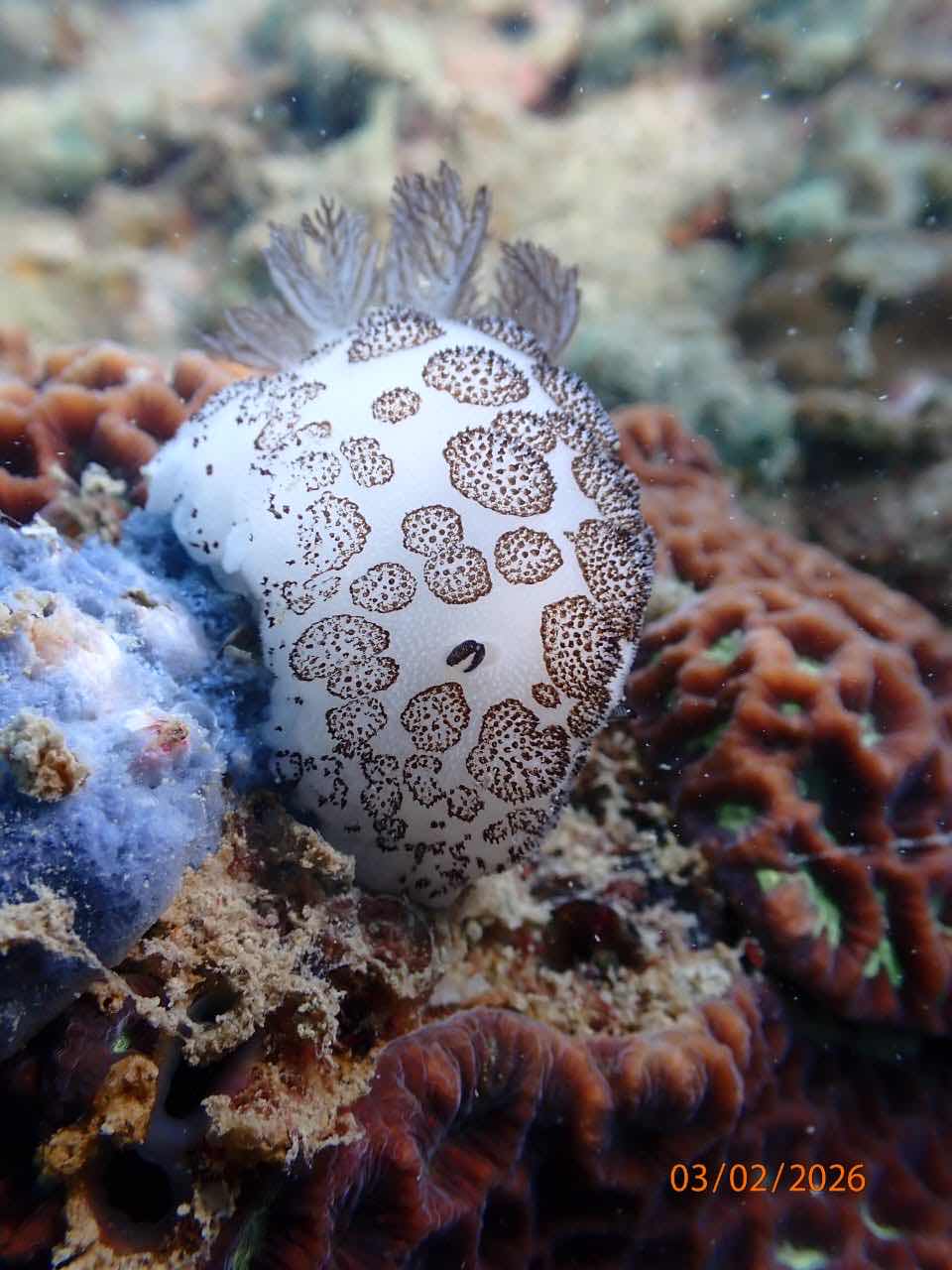 Watersports Cambodia Dive Centre - Koh Rong photo 10