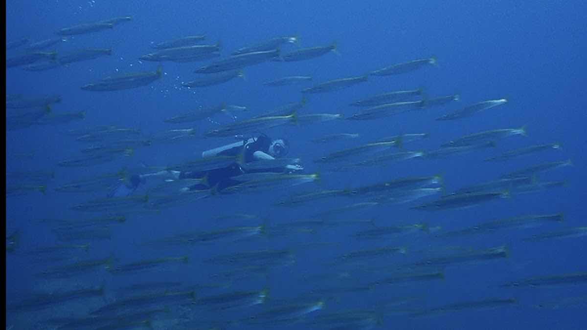 Mark Scott's Diving Vietnam photo 4