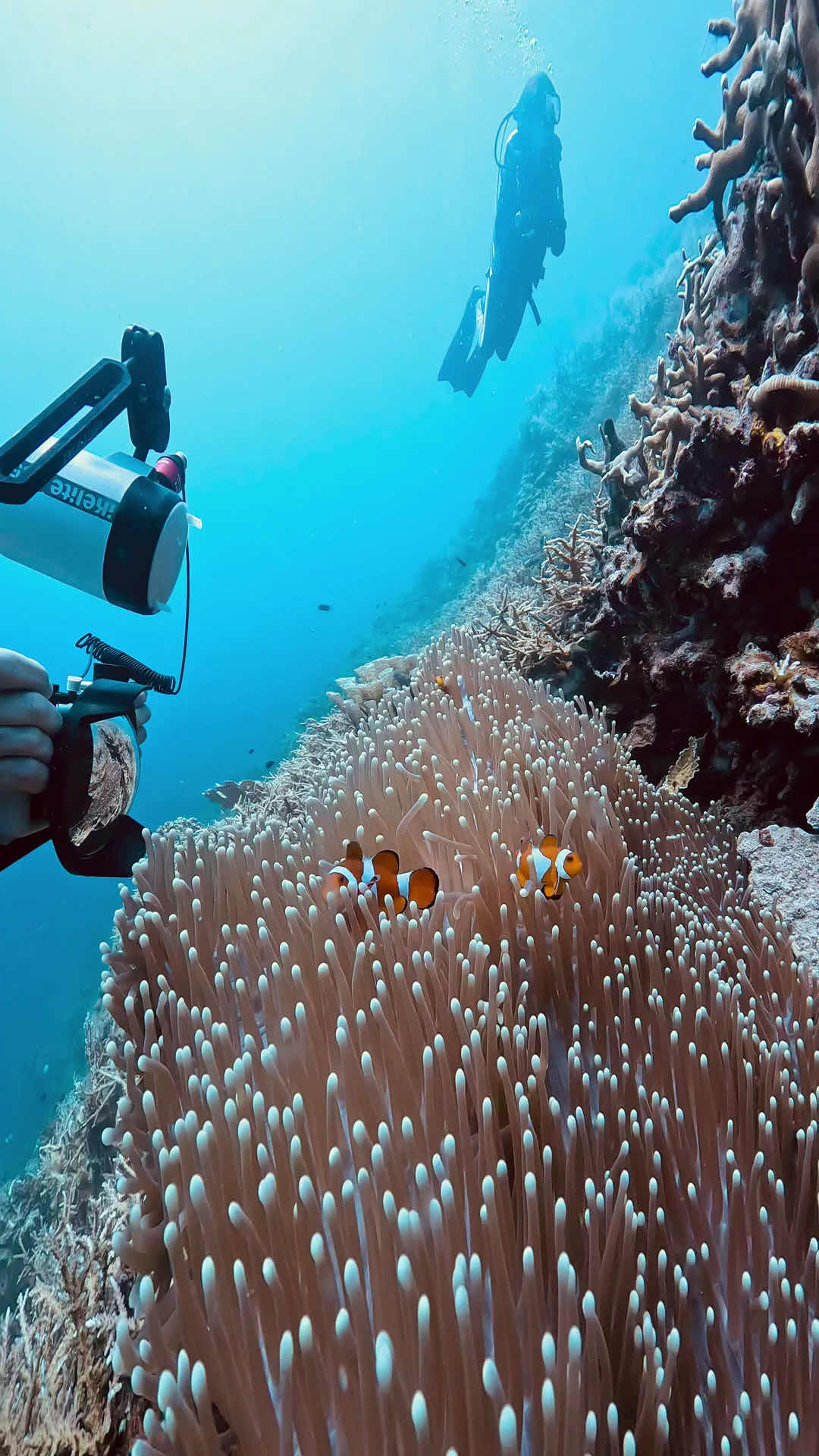 Manta Liveaboards photo 3