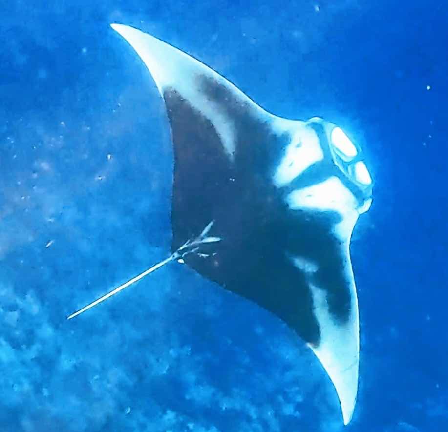 Manta Liveaboards photo 5