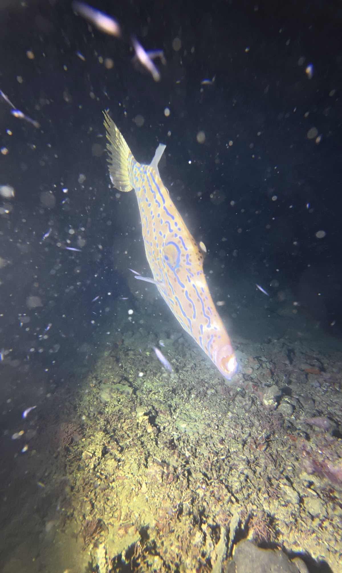 Allan Power Dive Tours photo 2