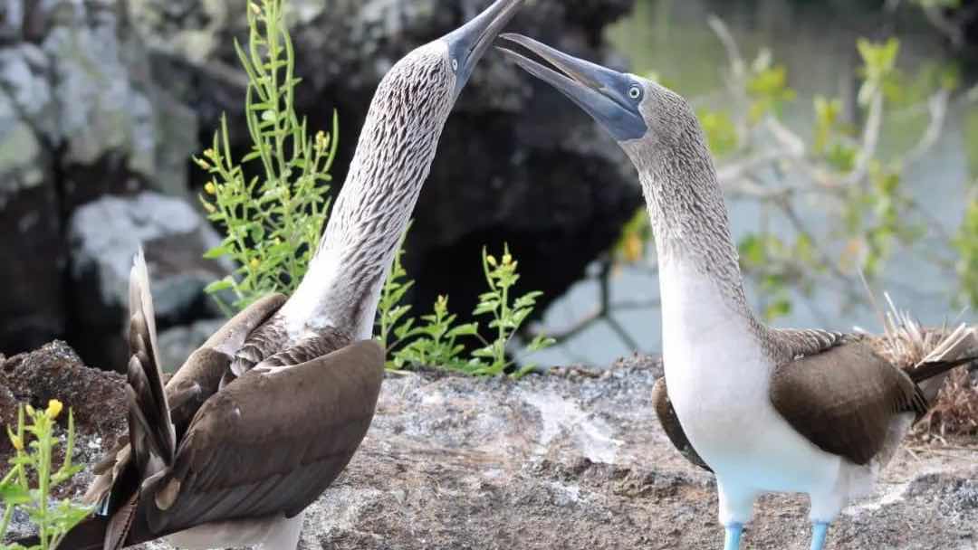 GALAPAGOS TRAILS Travel Agency photo 7