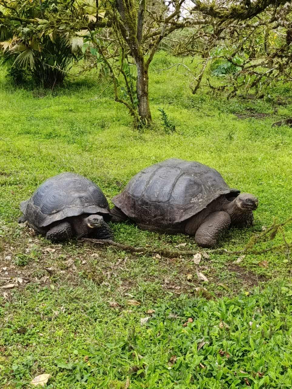 GALAPAGOS TRAILS Travel Agency photo 10
